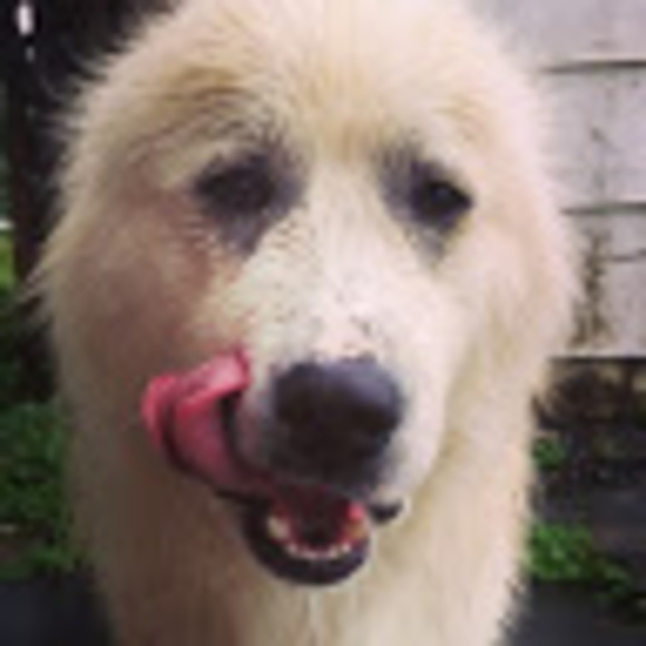 Meet your Posher, Kallie - Picture 1 of 1